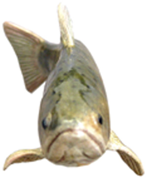 画像: ◇アマゴ幼魚付◇ クレイカービング 魚キット Ｎｏ．１０　